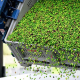 Cassetta industriale che scarica una grande quantità di olive verdi fresche all’interno di un frantoio, simbolo dell’inizio del processo di produzione dell’olio extravergine di oliva.