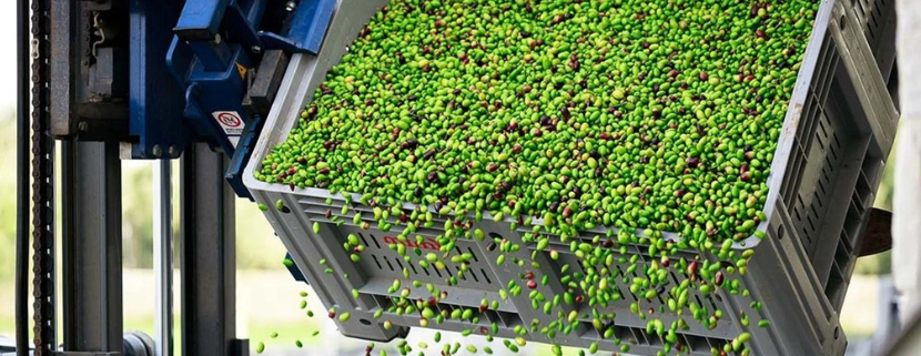 Cassetta industriale che scarica una grande quantità di olive verdi fresche all’interno di un frantoio, simbolo dell’inizio del processo di produzione dell’olio extravergine di oliva.