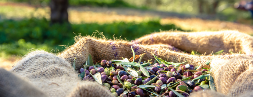 Sacco di juta colmo di olive fresche appena raccolte, adagiato in un uliveto illuminato dal sole, pronto per la fase di molitura.
