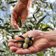 Mani che raccolgono olive mature direttamente dai rami di un ulivo, con frutti verdi e violacei e foglie argentate illuminate dalla luce naturale.