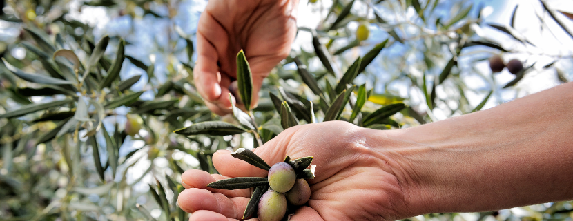 Mani che raccolgono olive mature direttamente dai rami di un ulivo, con frutti verdi e violacei e foglie argentate illuminate dalla luce naturale.
