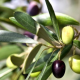 Ramo di ulivo con foglie verdi e olive in diversi stadi di maturazione, dal verde al viola scuro.