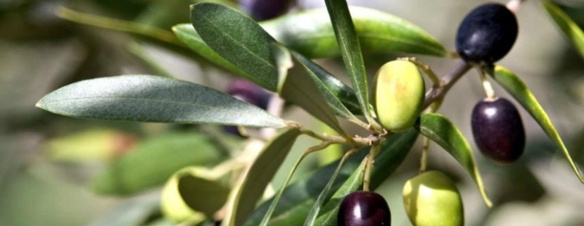Ramo di ulivo con foglie verdi e olive in diversi stadi di maturazione, dal verde al viola scuro.