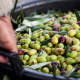 Mano che solleva un contenitore pieno di olive appena raccolte con foglie di ulivo.
