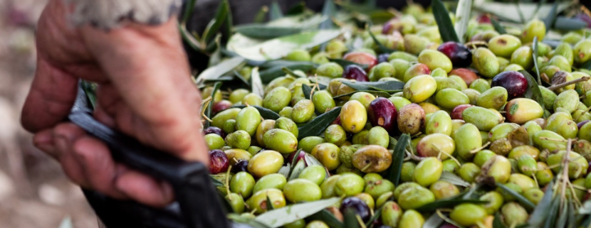 Mano che solleva un contenitore pieno di olive appena raccolte con foglie di ulivo.